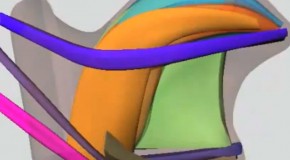 Simulating and Analyzing Human Muscle